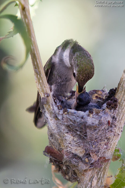 Black-chinned Hummingbird female adult, identification, Reproduction-nesting, Behaviour
