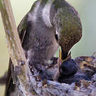 Colibri à gorge noire