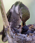 Colibri à gorge noire