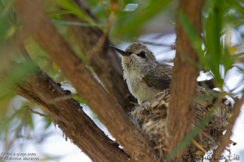 Black-chinned Hummingbirdjuvenile, identification, Reproduction-nesting