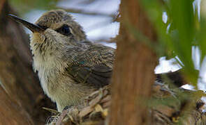 Black-chinned Hummingbird