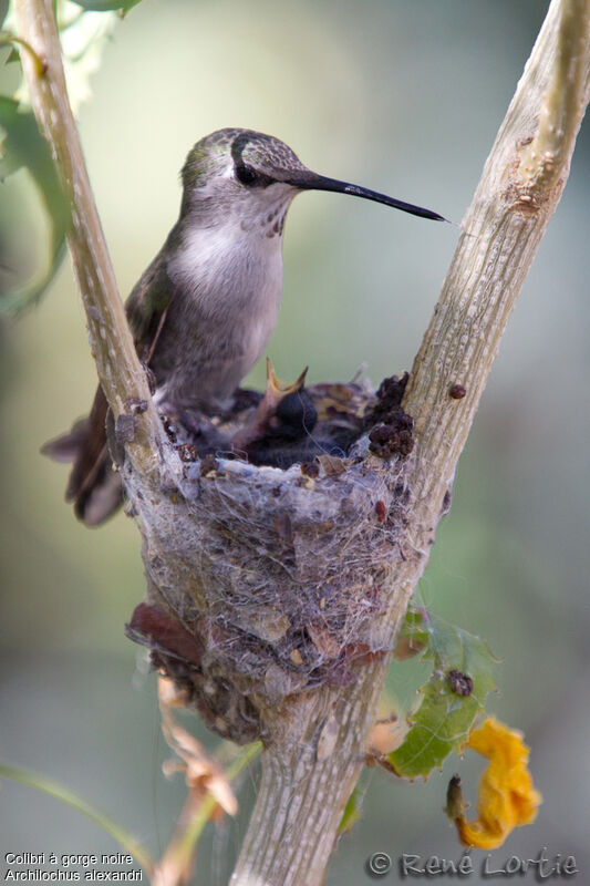 Colibri à gorge noire femelle adulte, identification, Nidification