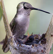 Black-chinned Hummingbird