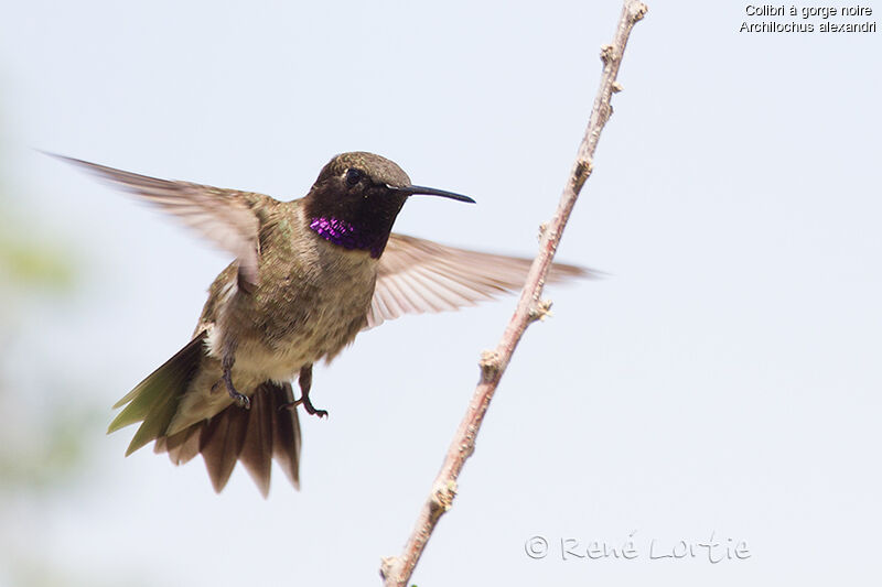 Black-chinned Hummingbird male adult, Flight