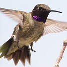 Colibri à gorge noire