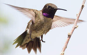 Black-chinned Hummingbird