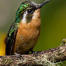 Colibri à gorge pourprée