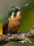 Purple-throated Mountaingem