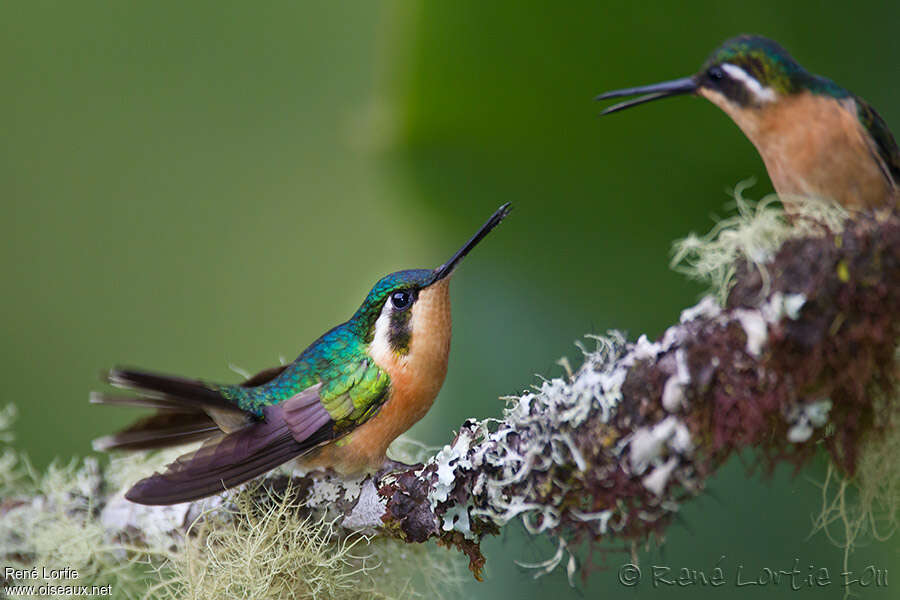 Purple-throated Mountaingem female adult, Behaviour