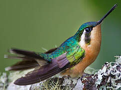 Purple-throated Mountaingem