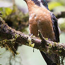 Colibri à gorge pourprée