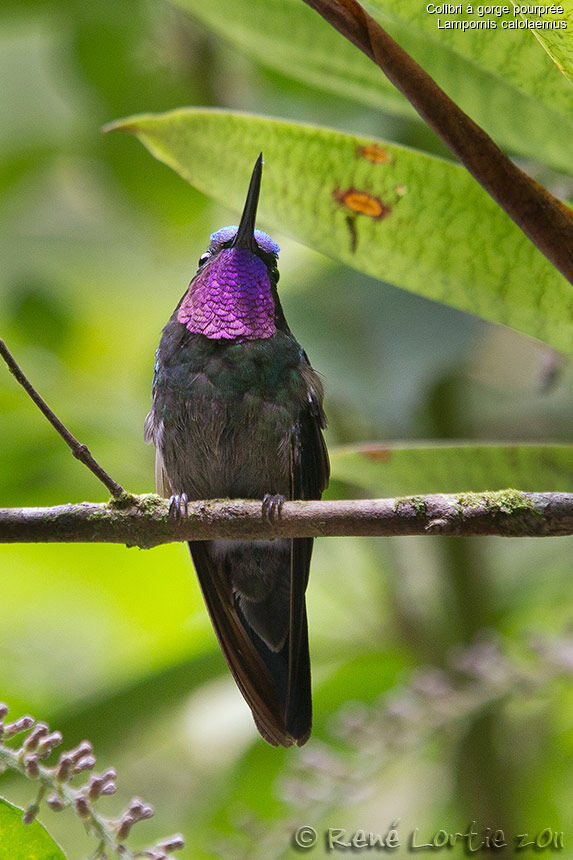 Colibri à gorge pourprée mâle adulte, identification