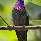 Colibri à gorge pourprée