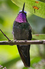 Colibri à gorge pourprée