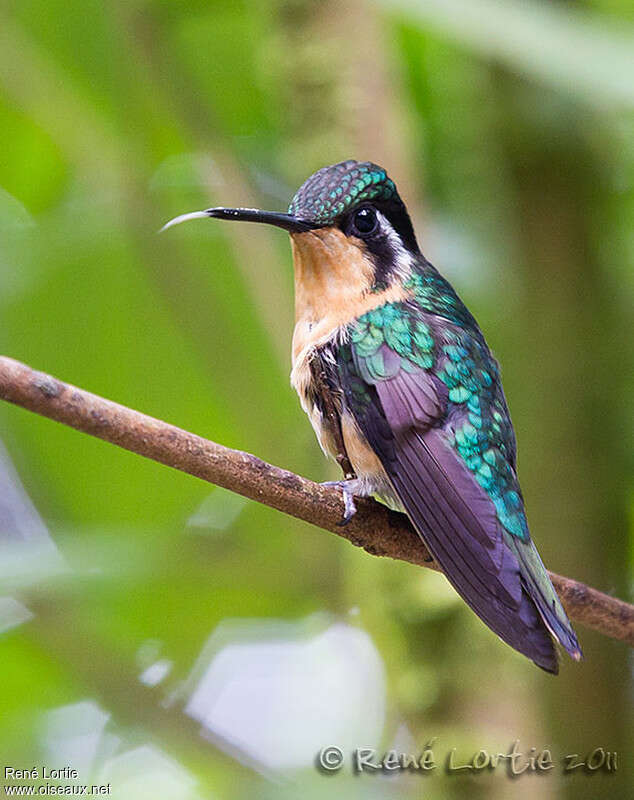 Purple-throated Mountaingem female adult, identification