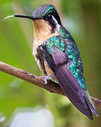 Purple-throated Mountaingem