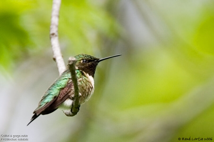 Ruby-throated Hummingbirdadult