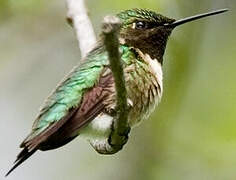 Ruby-throated Hummingbird