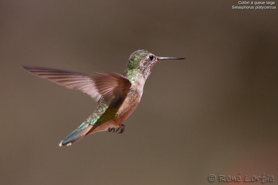 Colibri à queue large femelle adulte, Vol