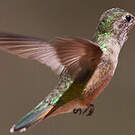 Colibri à queue large