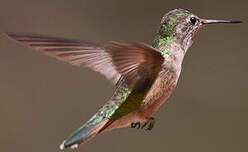 Colibri à queue large