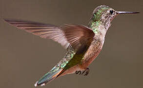 Colibri à queue large