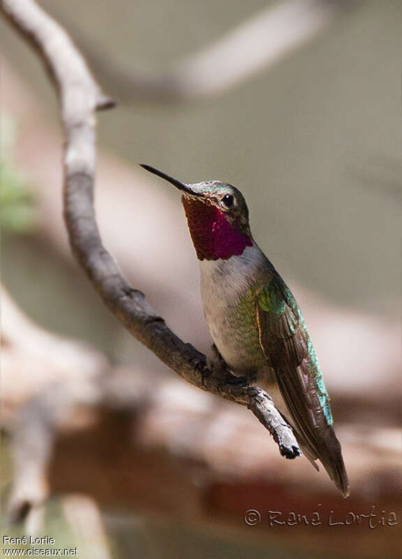 Colibri à queue large mâle adulte, identification