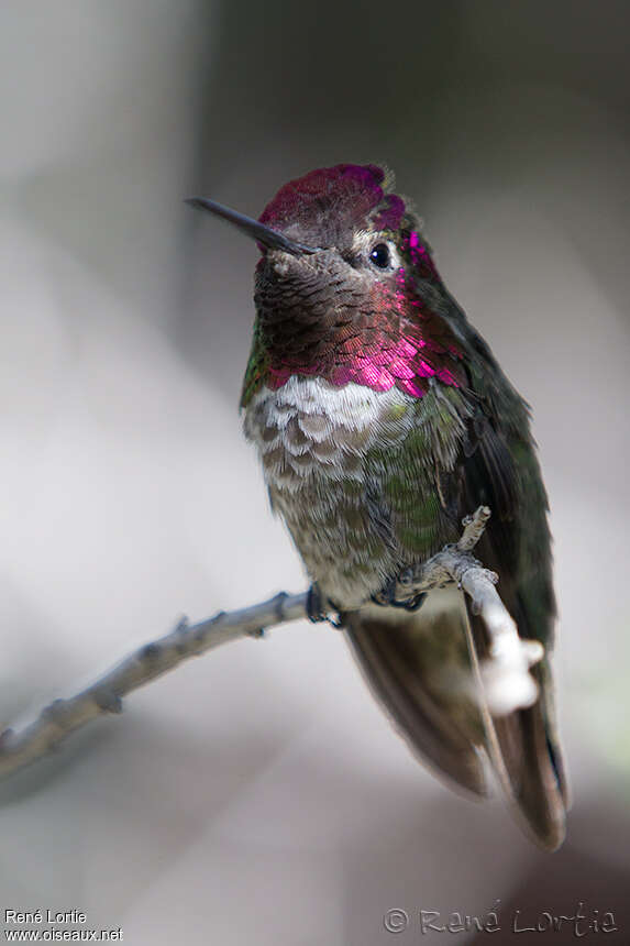 Colibri d'Anna mâle adulte, portrait