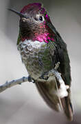 Anna's Hummingbird