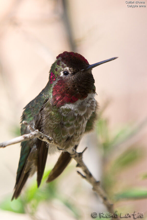 Anna's Hummingbird male adult, identification