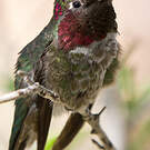 Colibri d'Anna