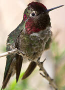 Anna's Hummingbird