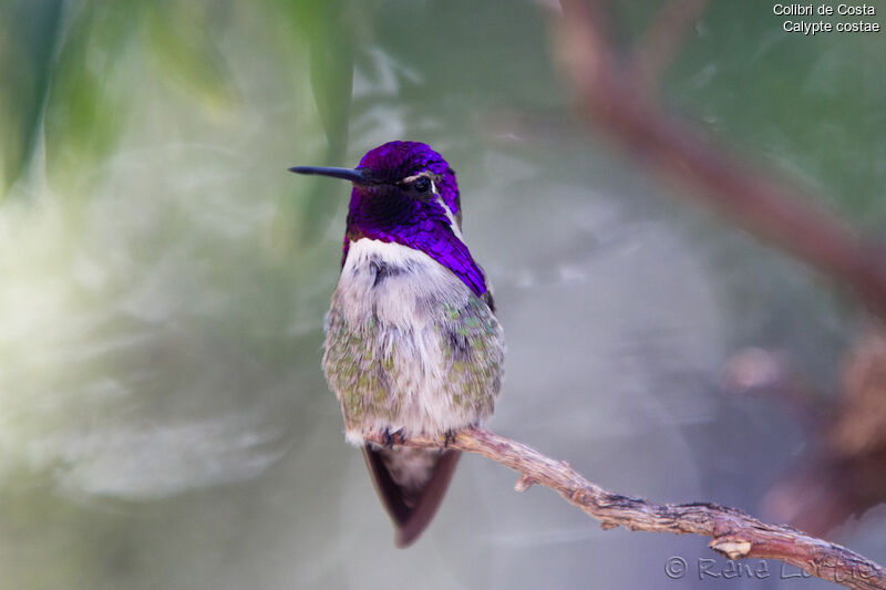 Costa's Hummingbird male adult, identification