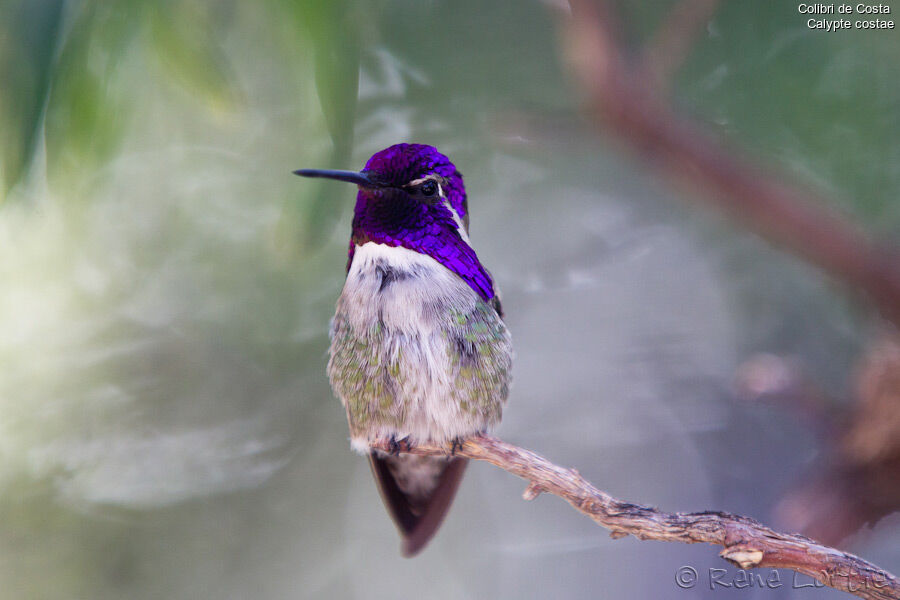 Costa's Hummingbird male adult, identification