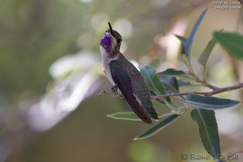Colibri de Costa mâle immature, identification