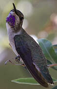 Costa's Hummingbird