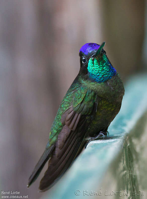 Colibri de Rivoli mâle adulte, identification