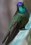 Rivoli's Hummingbird