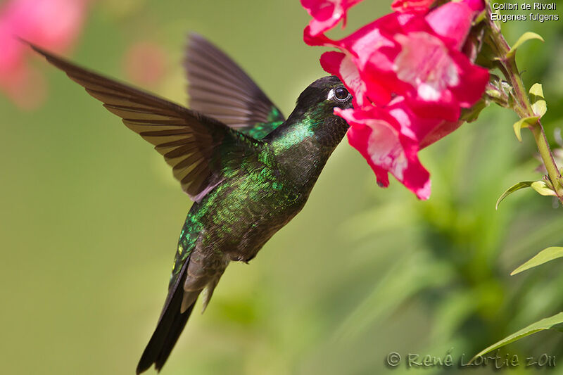 Rivoli's Hummingbird male adult, identification, Flight, feeding habits