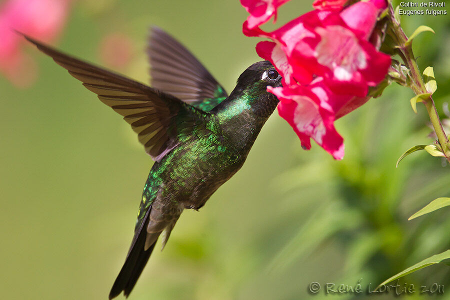 Colibri de Rivoli mâle adulte, identification, Vol, régime