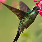 Colibri de Rivoli