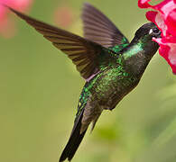 Rivoli's Hummingbird