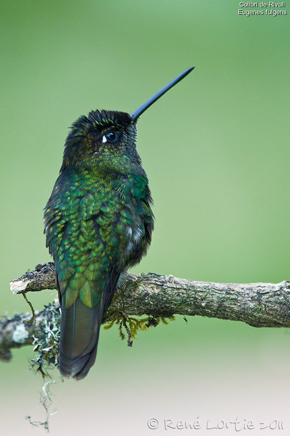 Colibri de Rivoli, identification