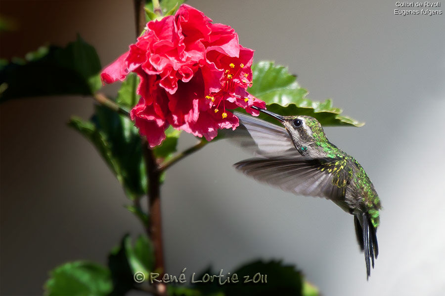 Colibri de Rivoli femelle adulte, Vol