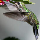 Colibri de Rivoli