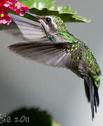 Rivoli's Hummingbird