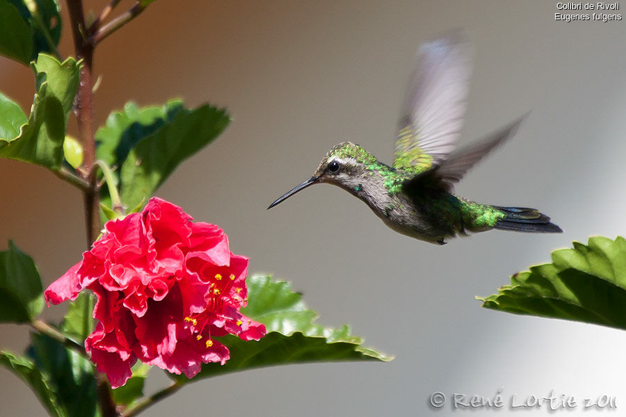 Colibri de Rivoli femelle adulte, Vol