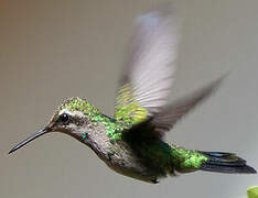 Rivoli's Hummingbird