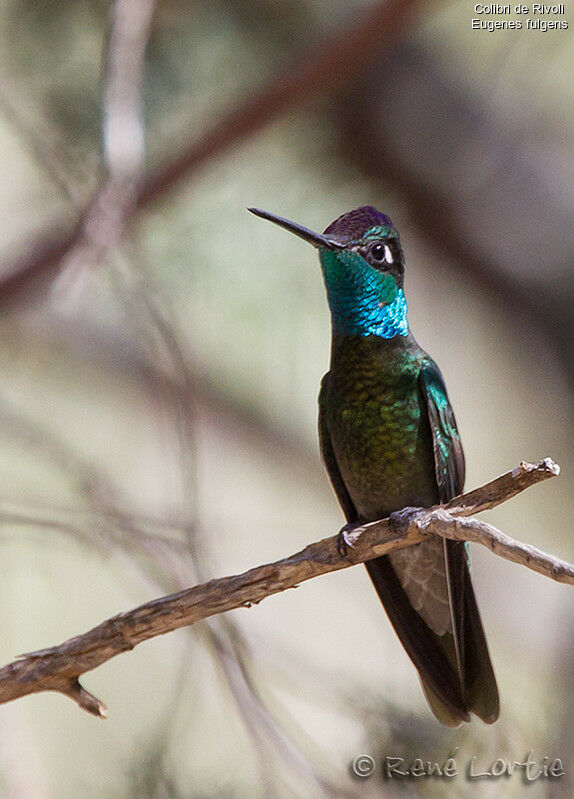 Colibri de Rivoli mâle adulte