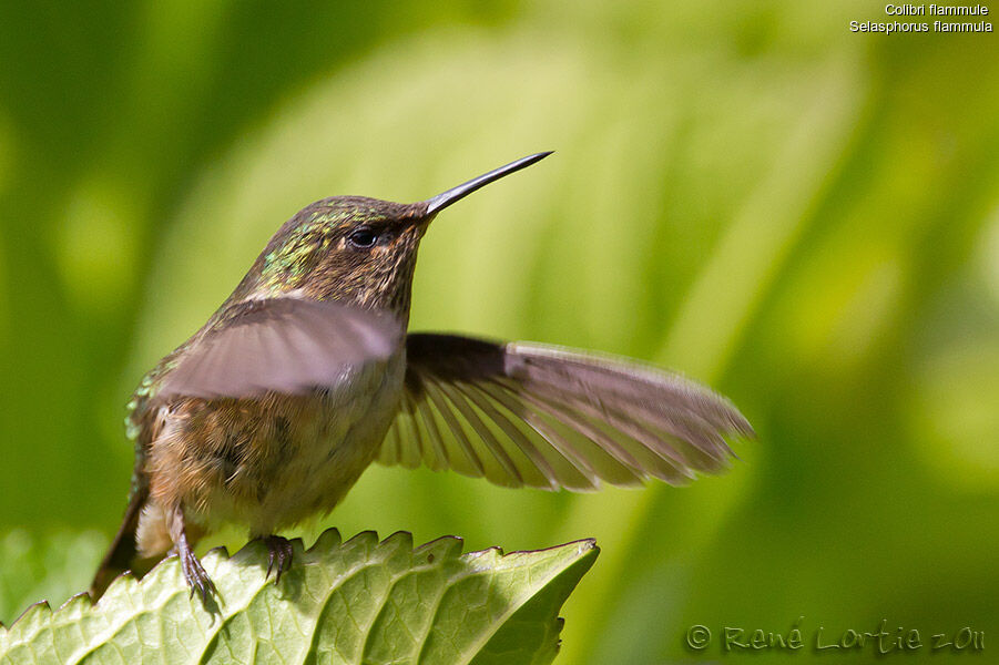 Colibri flammuleadulte, identification